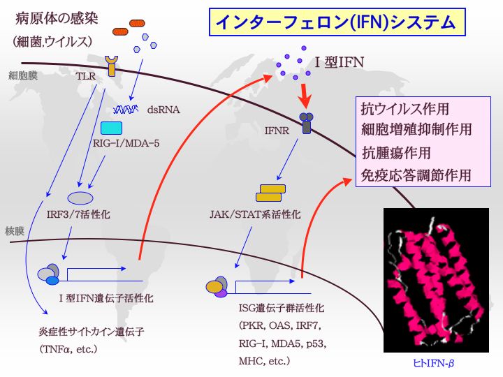 ロ ペグ インターフェロン