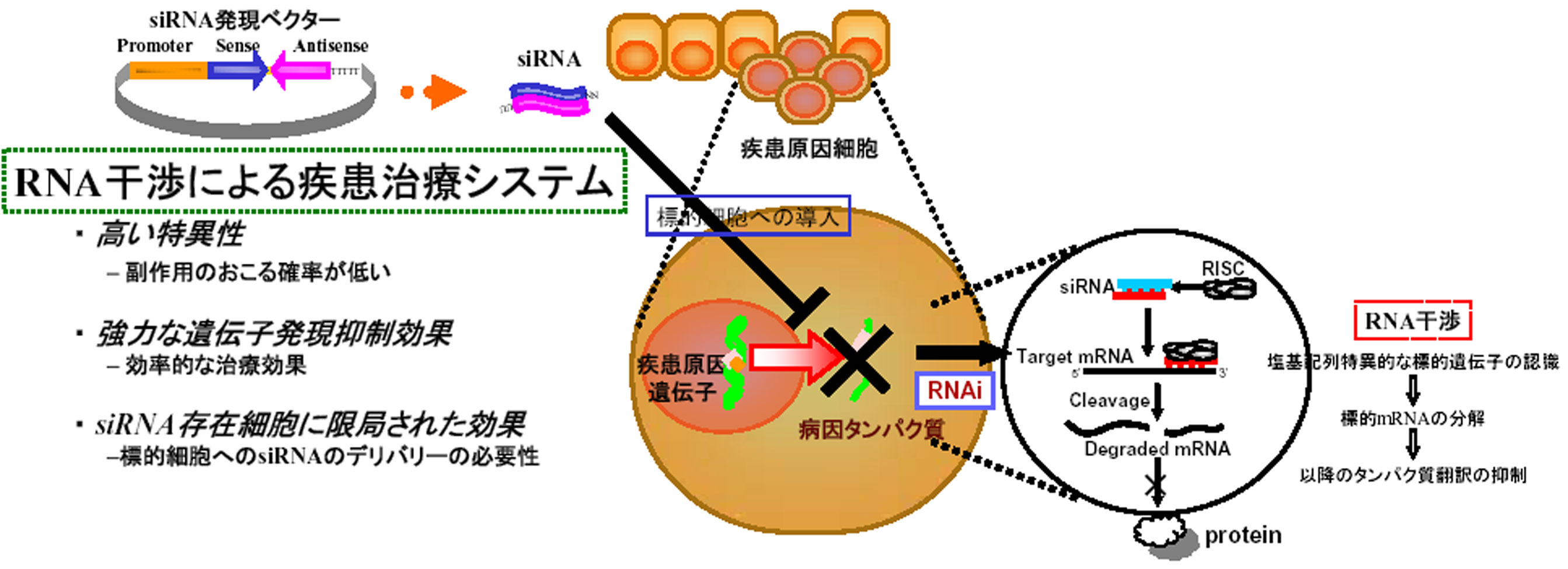 干渉 rna