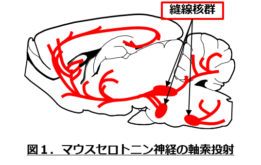 京大薬学 生体機能解析 5 Ht神経