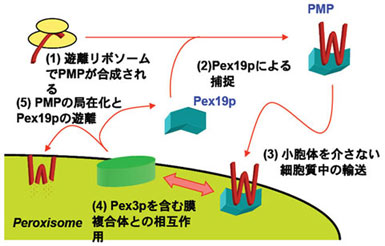 ペルオキシソーム膜タンパク質輸送に関与するＰｅｘ３ｐ，Ｐｅｘ１９ｐ，ＰＭＰの結合様式の解析