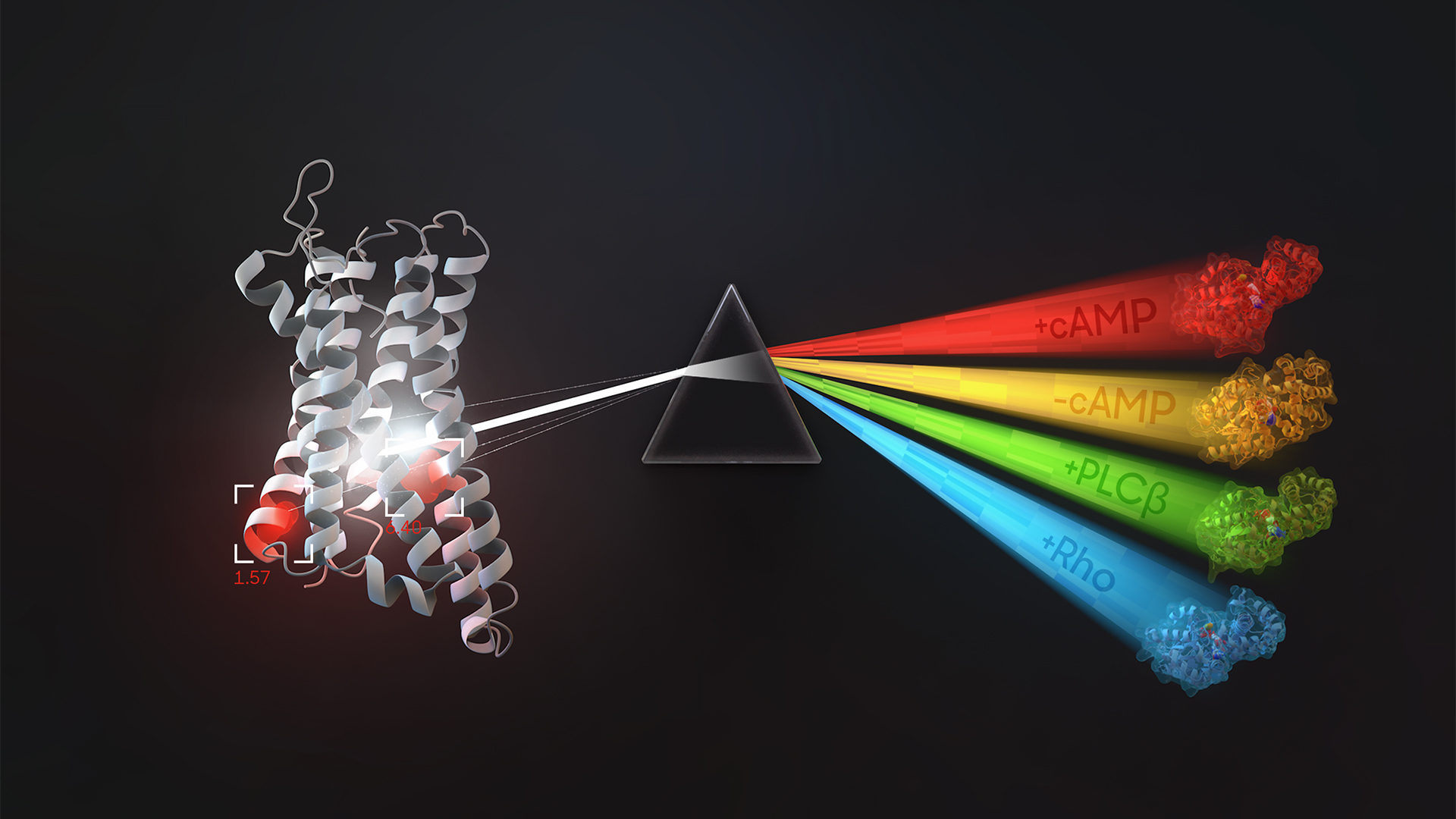 GPCR Research Visualization