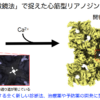 当研究室の論文がNature Communications誌に掲載されました。