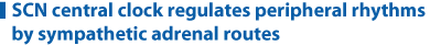 SCN central clock regulates peripheral rhythms by sympathetic adrenal routes 