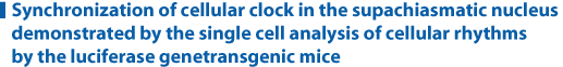 Synchronization of cellular clock in the supachiasmatic nucleus demonstrated by the single cell analysis of cellular rhythms by the luciferase genetransgenic mice