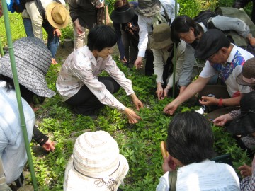 薬用植物に直接触れる参加者の様子