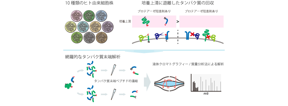 Graduate School And Faculty Of Pharmaceutical Sciences Kyoto University